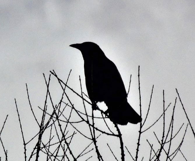 AUSGEBUCHT: Wie man auf Flügeln fliegt